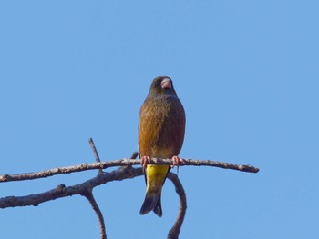 Wed, 12/20/2023 Birding report at 横浜市立金沢自然公園