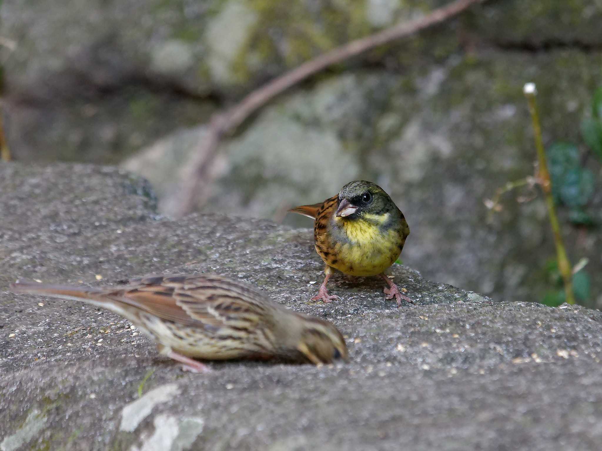 Masked Bunting