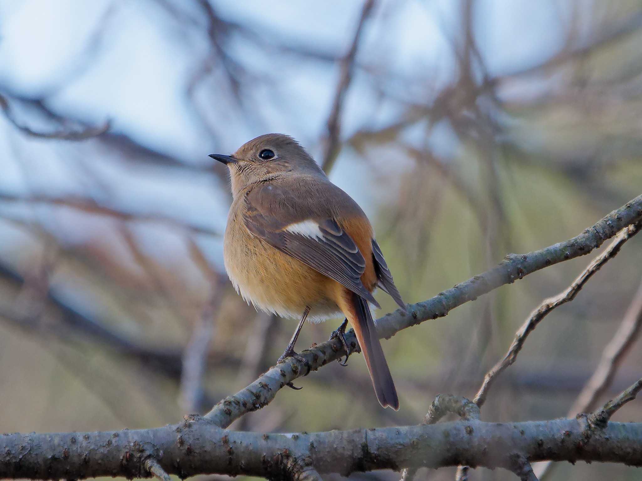 Daurian Redstart