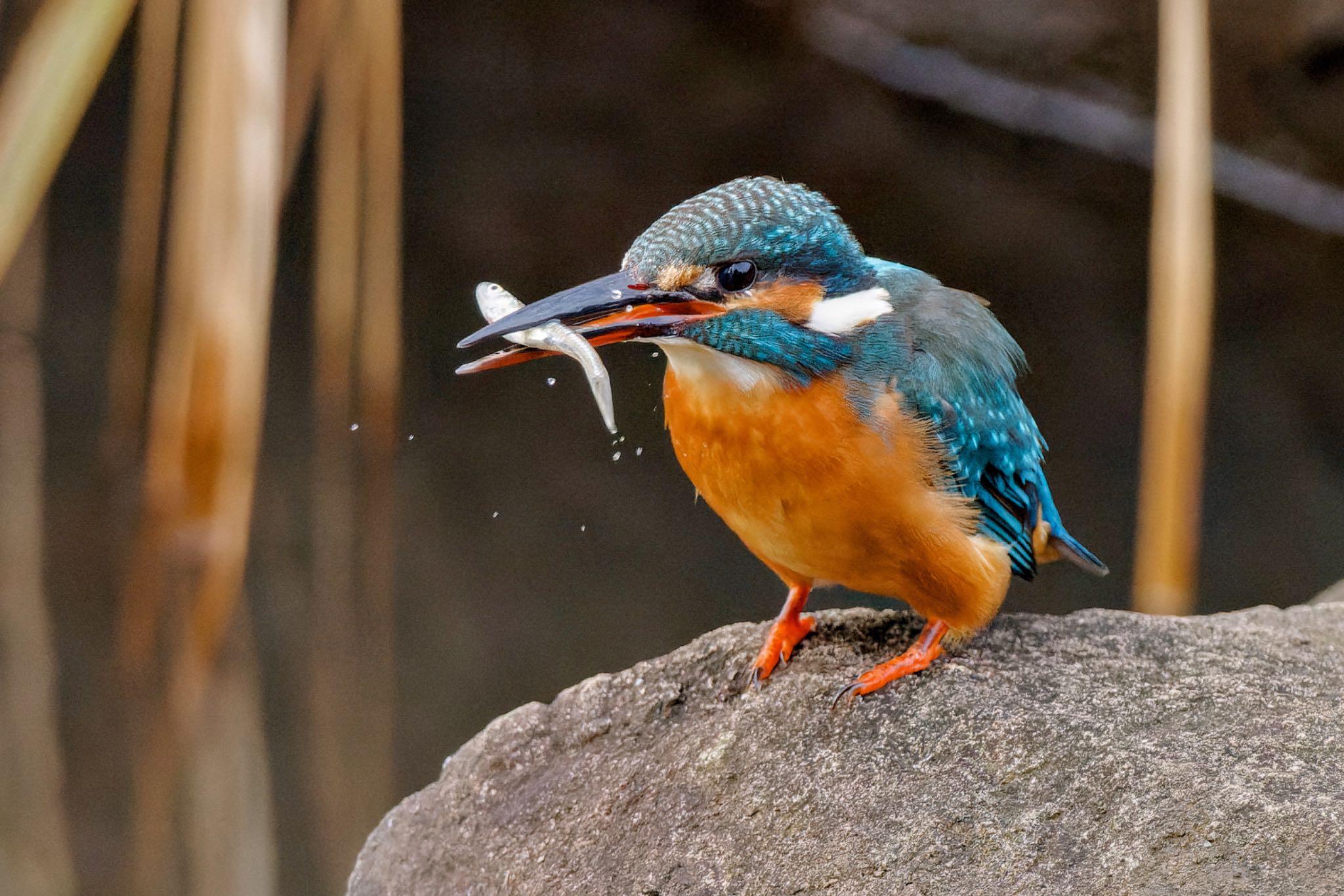 カワセミ