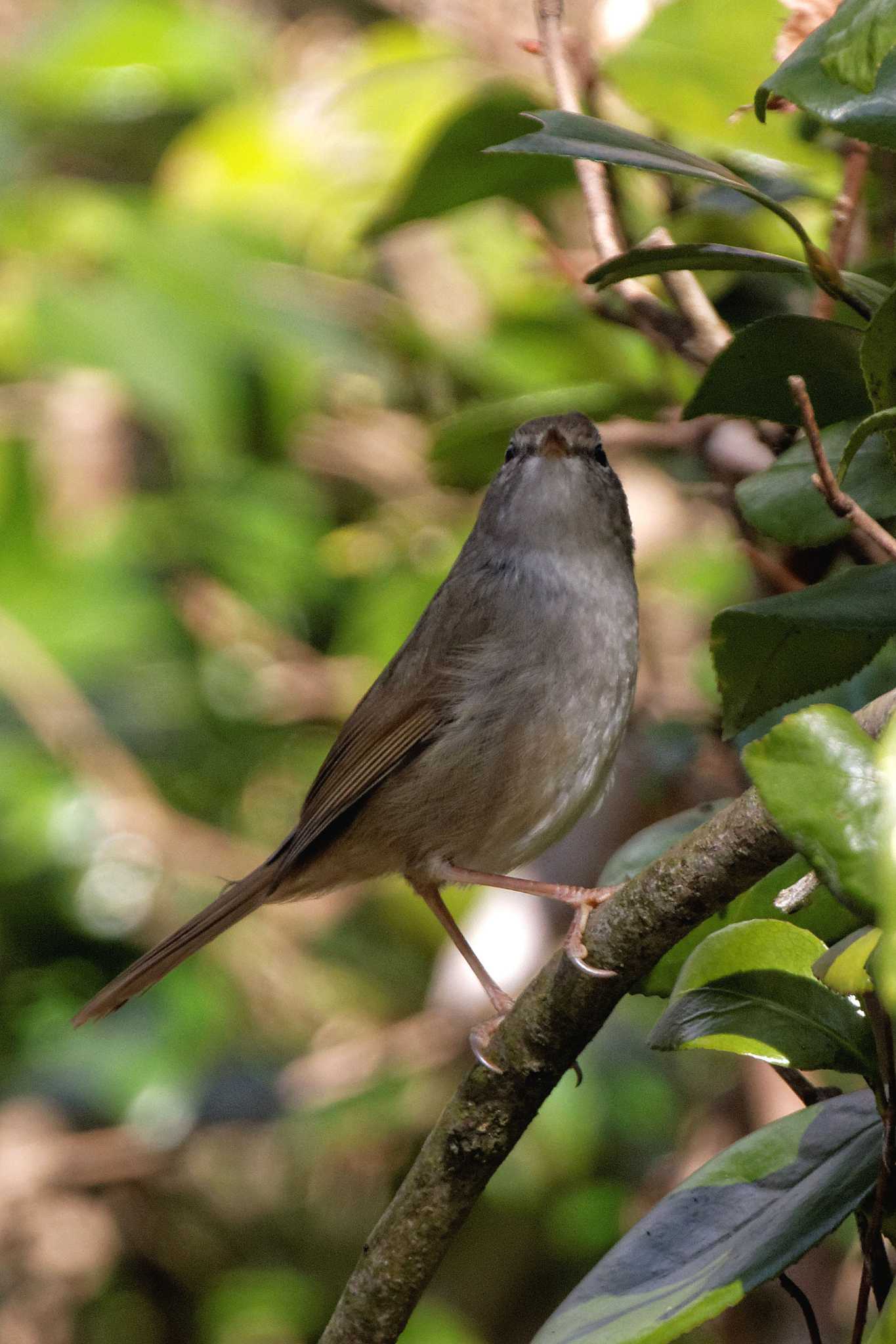 Photo of Japanese Bush Warbler at 岐阜公園 by herald