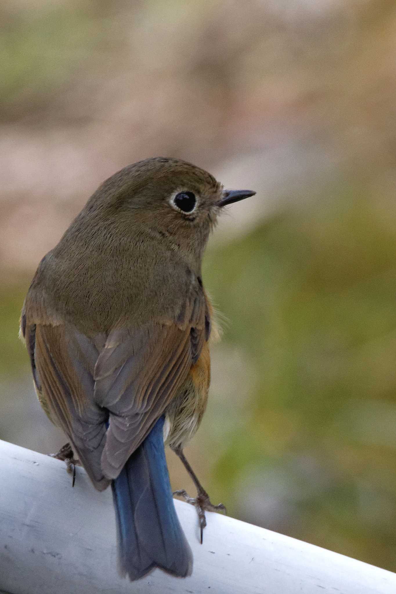 Red-flanked Bluetail