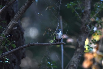 2023年12月20日(水) 片倉城址の野鳥観察記録