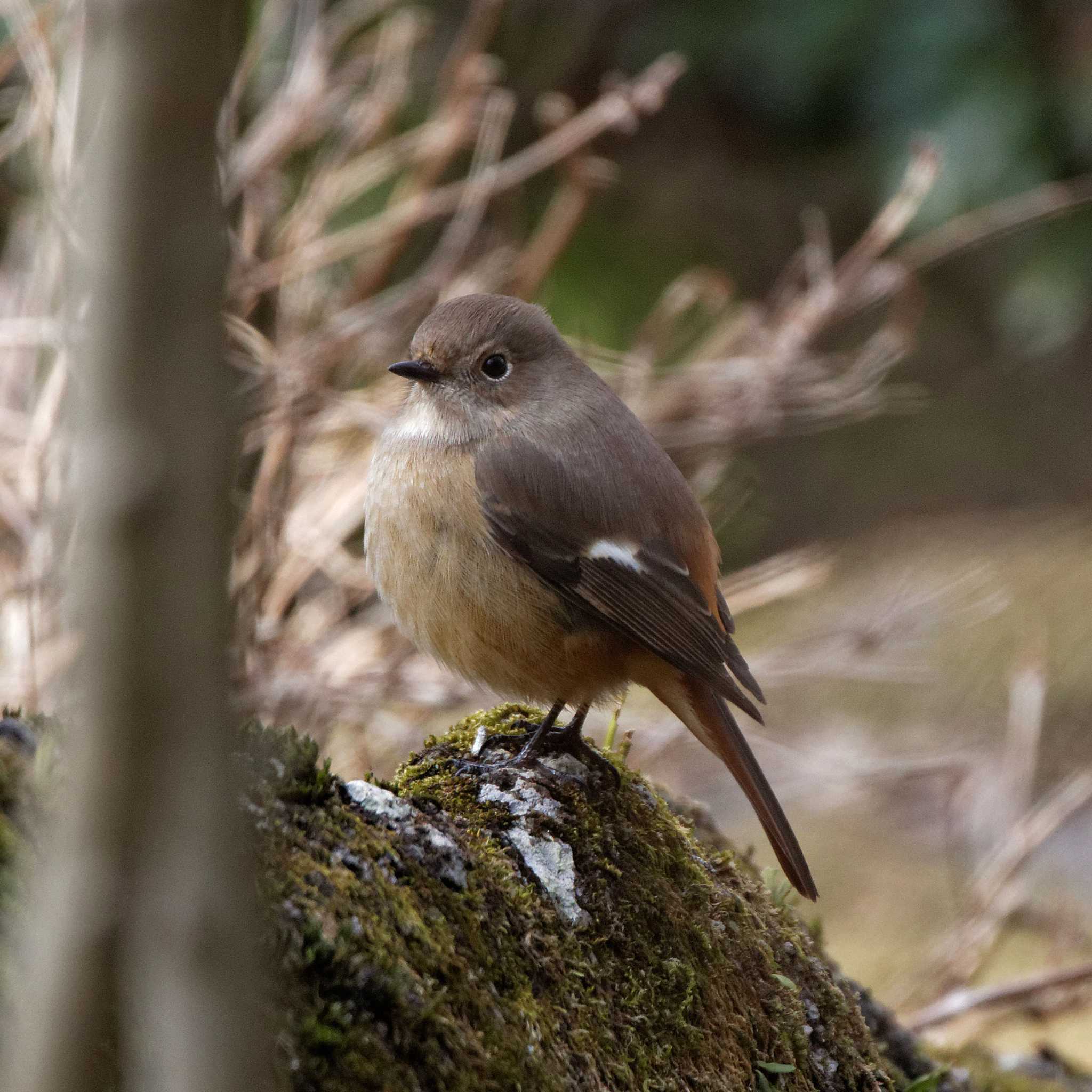 Daurian Redstart