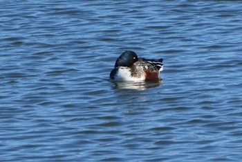 Northern Shoveler Ukima Park Sun, 12/17/2023