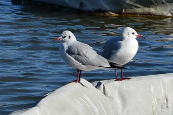 2023年12月17日(日) 都立浮間公園の野鳥観察記録