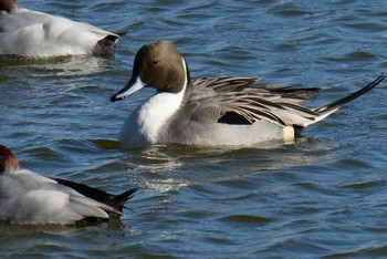 Northern Pintail Ukima Park Sun, 12/17/2023