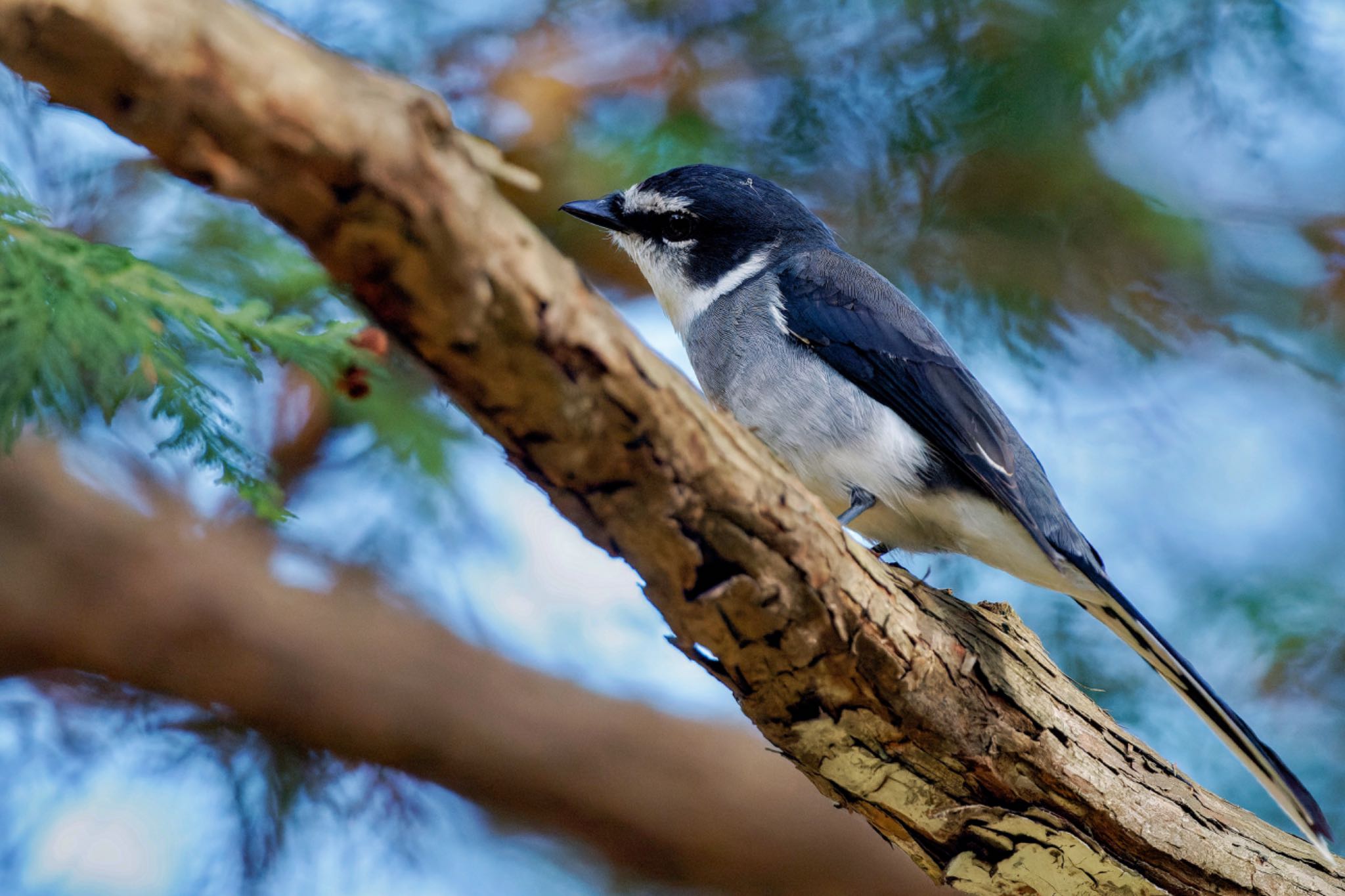 Ryukyu Minivet