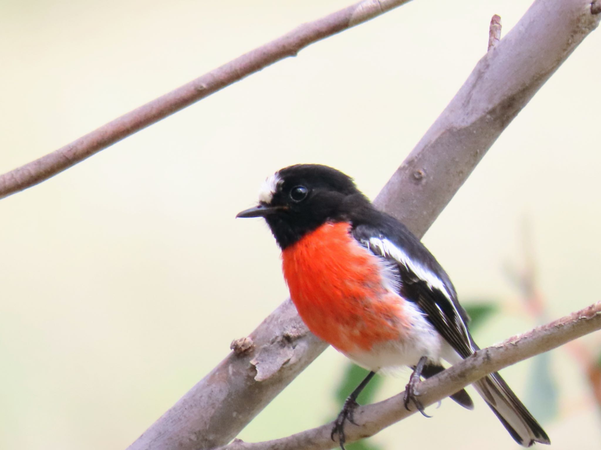 Photo of Scarlet Robin at Jindabyne, NSW, Australia by Maki