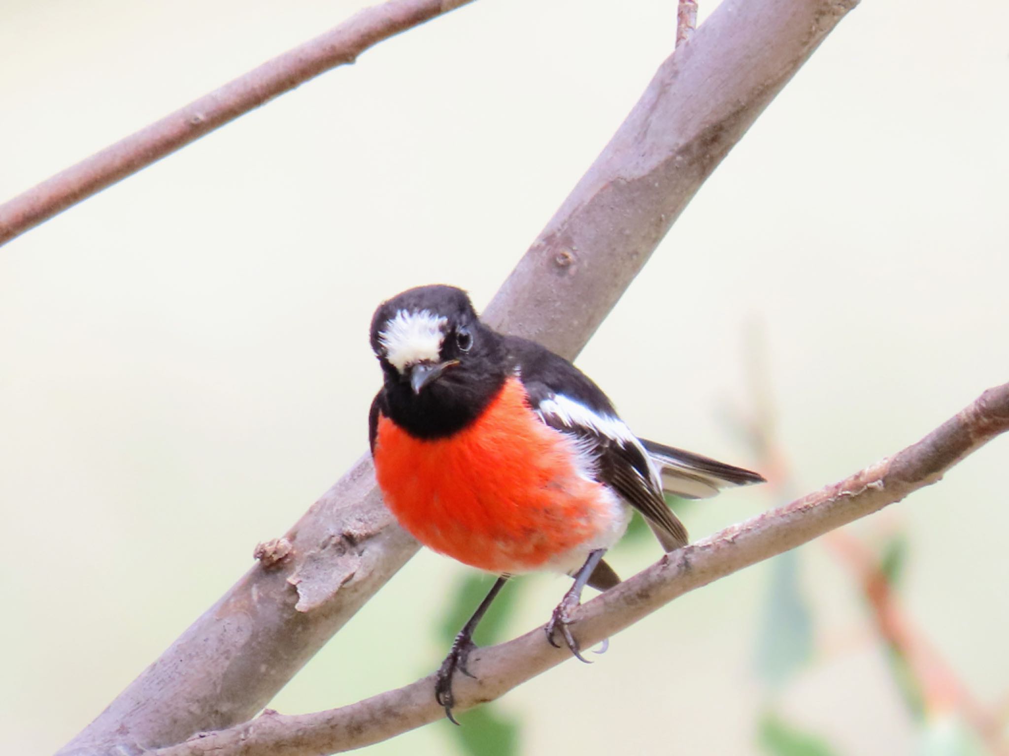 Photo of Scarlet Robin at Jindabyne, NSW, Australia by Maki