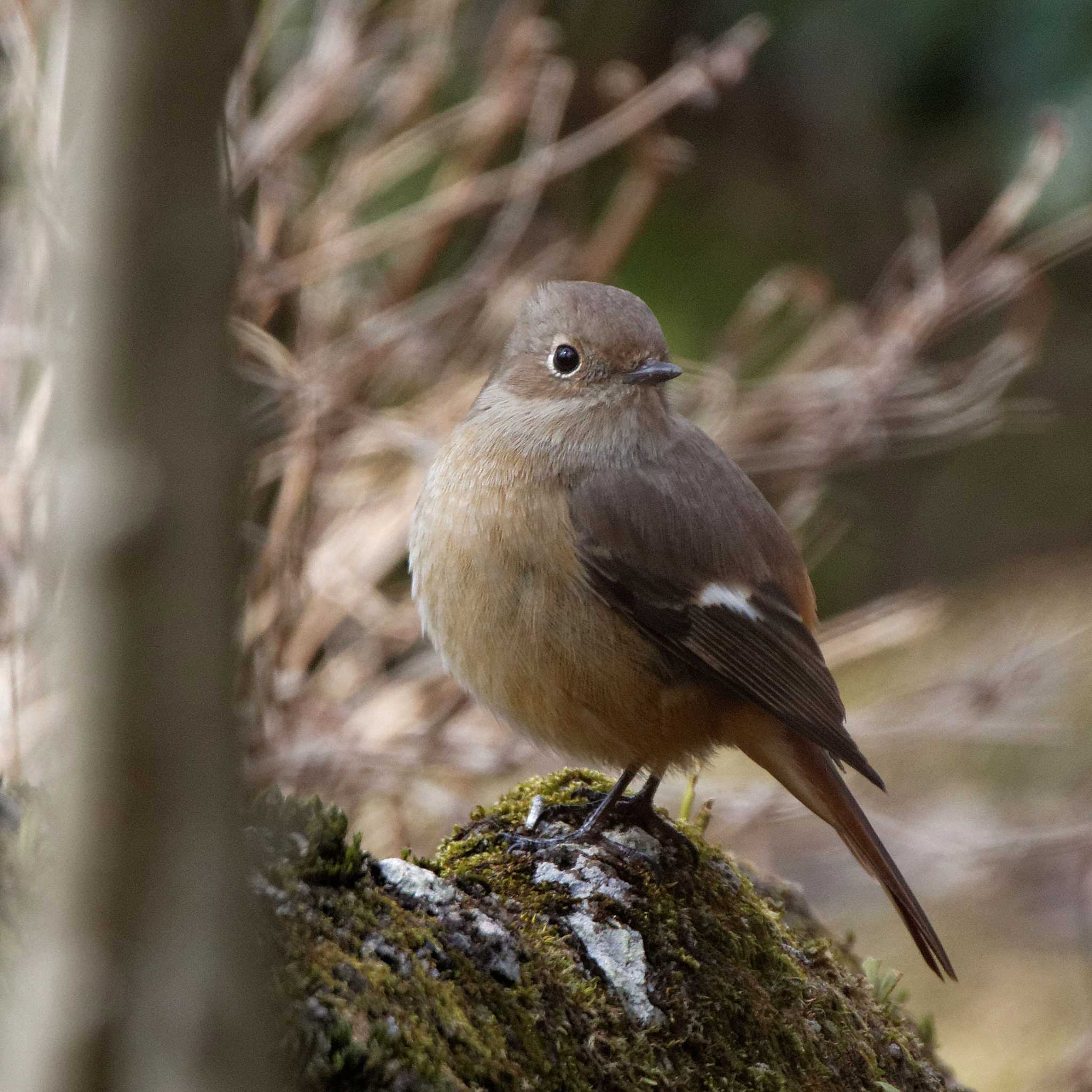 Daurian Redstart