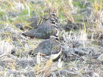 2023年12月20日(水) 柱本の野鳥観察記録