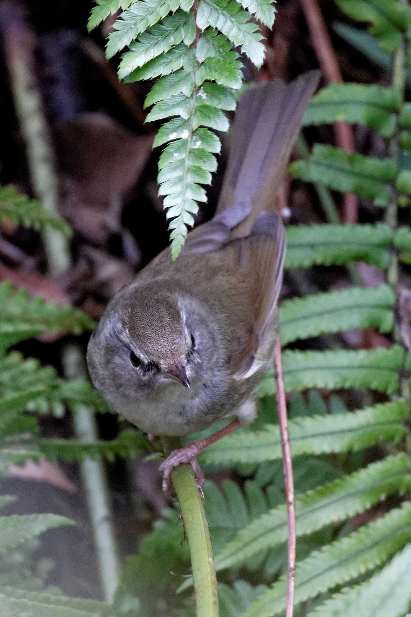 Japanese Bush Warbler