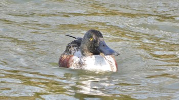 2023年12月20日(水) 佐紀池の野鳥観察記録