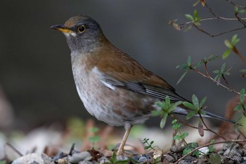 シロハラ 岐阜公園 2017年2月26日(日)