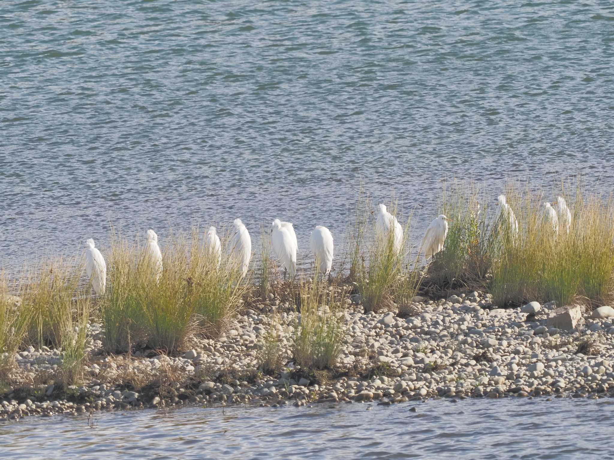 Great Egret