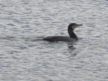 カワウ 笠松みなと公園 2023年12月20日(水)