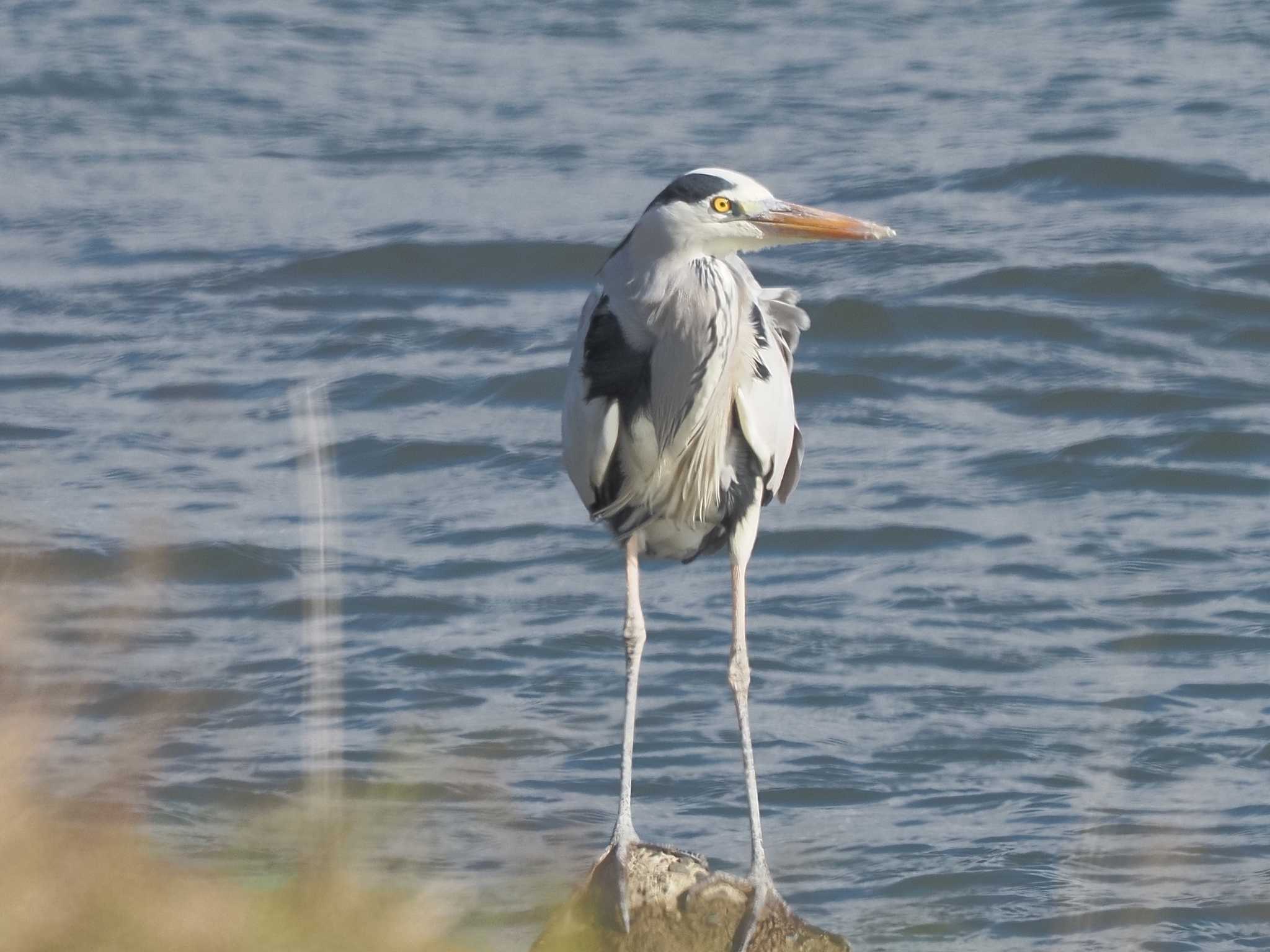 Photo of Grey Heron at 笠松みなと公園 by MaNu猫