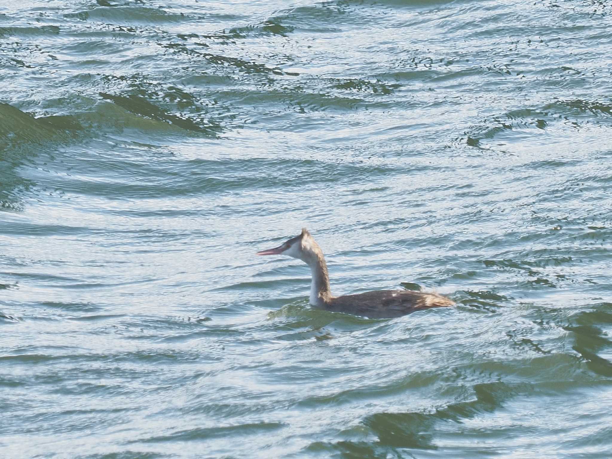 Great Crested Grebe