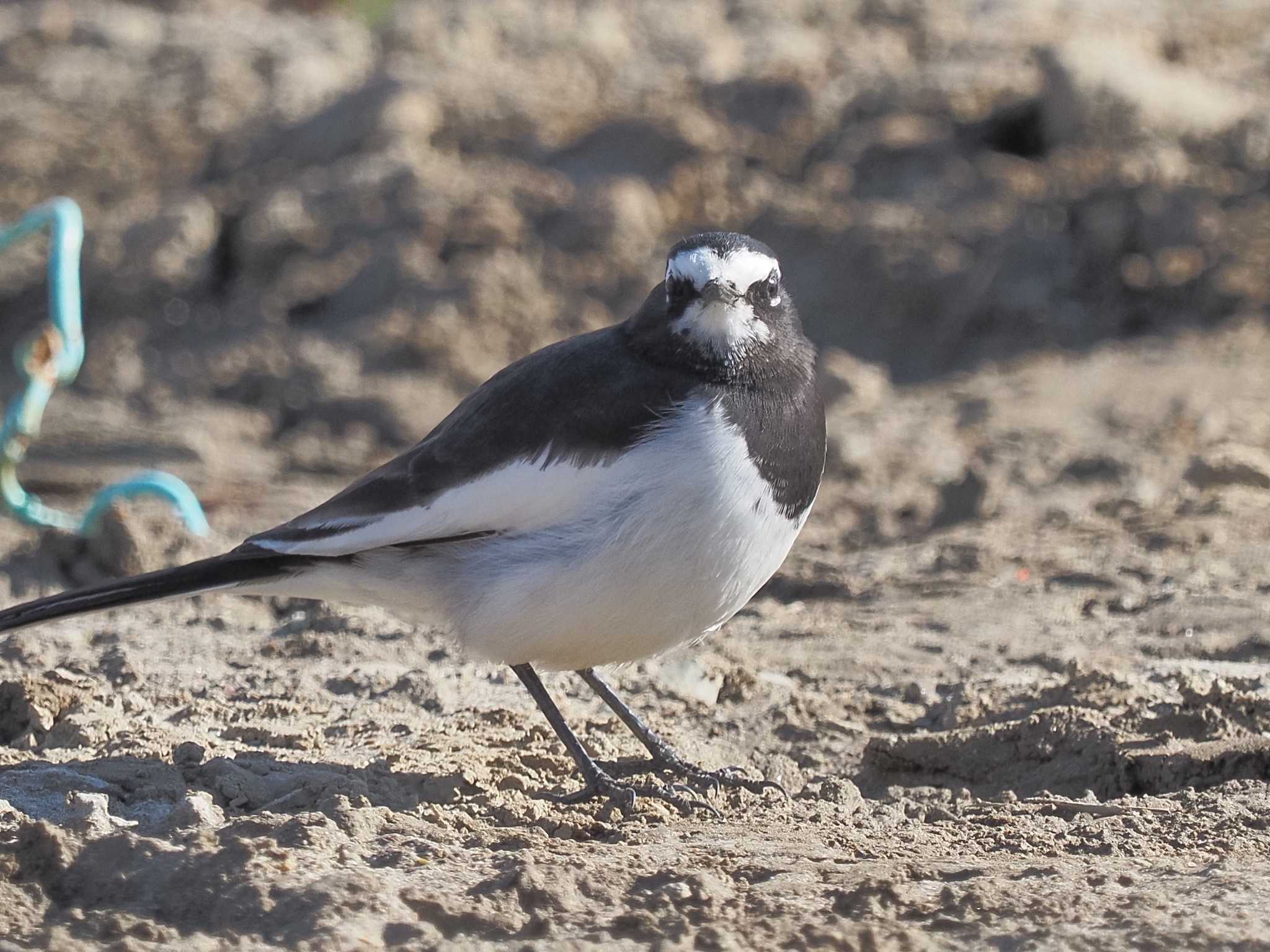 Japanese Wagtail