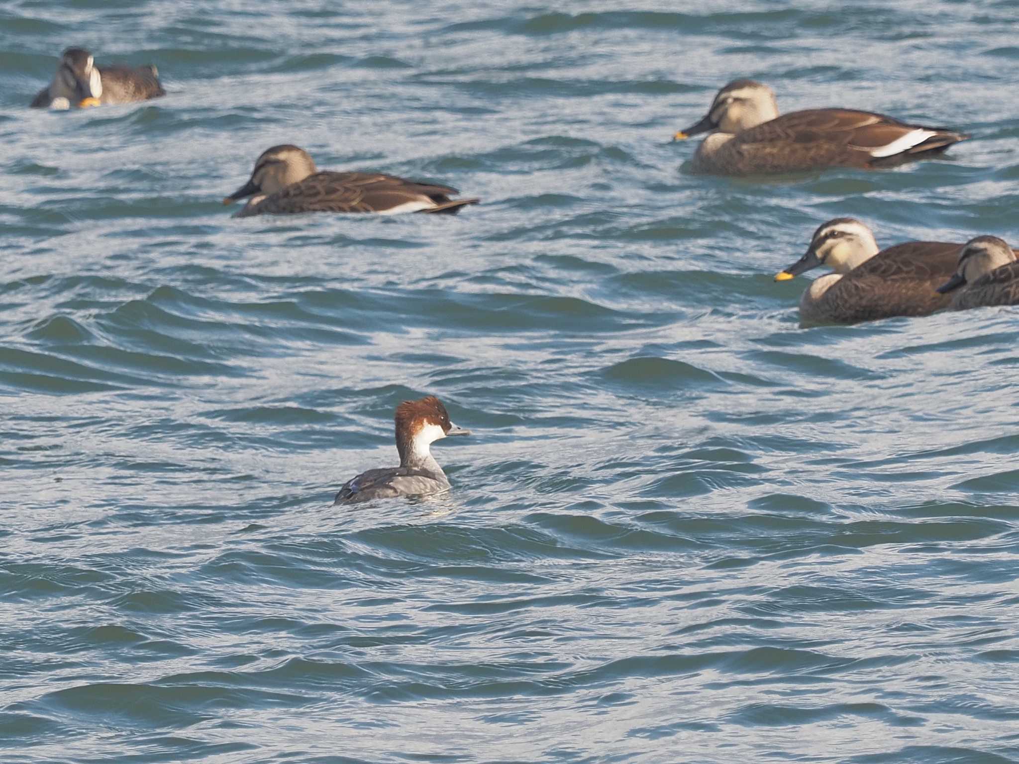 Photo of Smew at 笠松みなと公園 by MaNu猫