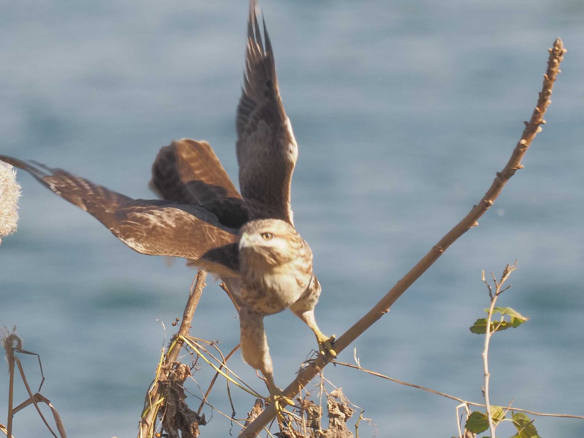 Eastern Buzzard