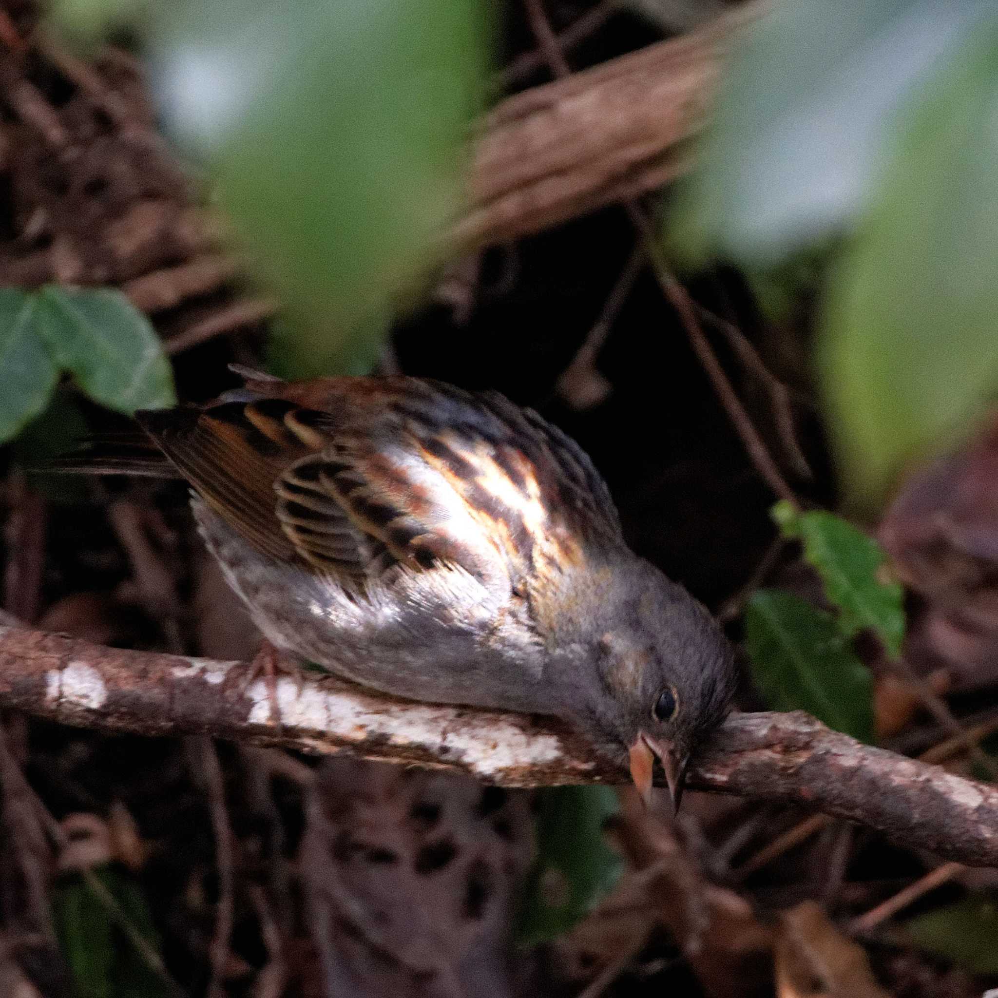 Grey Bunting