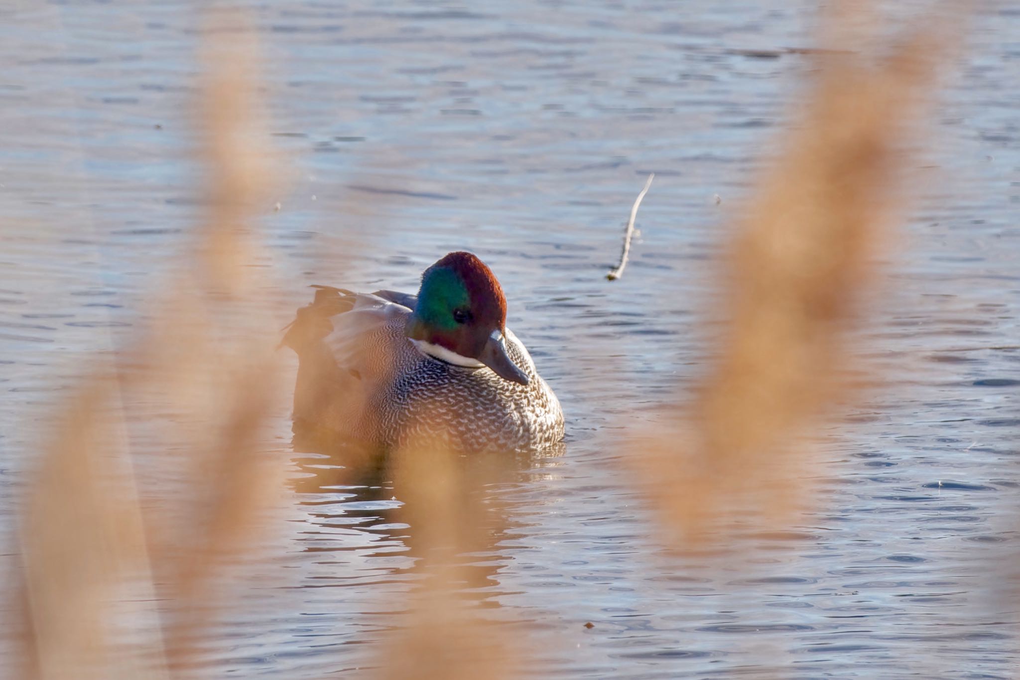 Falcated Duck