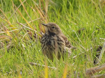 2023年12月20日(水) 三島江の野鳥観察記録