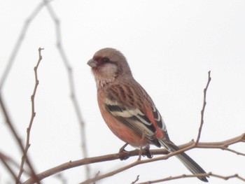 2023年12月20日(水) 淀川河川公園の野鳥観察記録