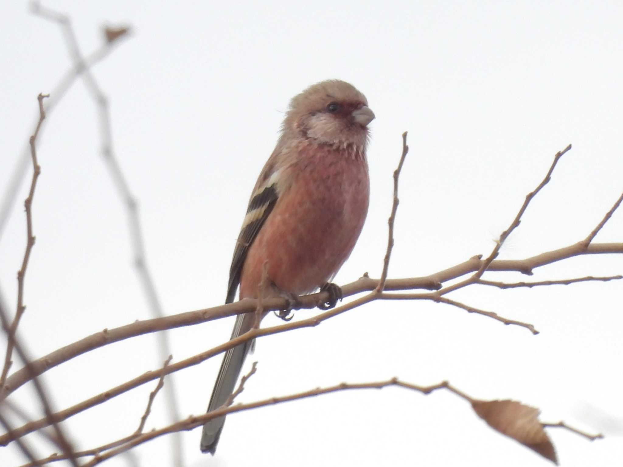 Siberian Long-tailed Rosefinch