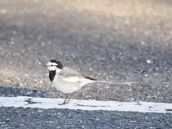 ハクセキレイ 横浜自然観察の森 2023年12月17日(日)