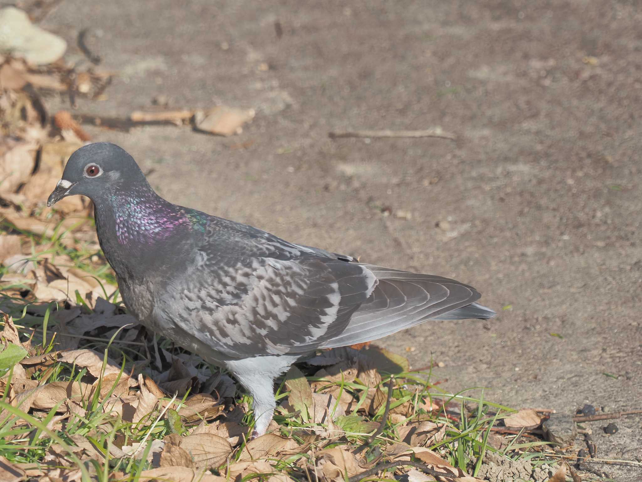 Rock Dove