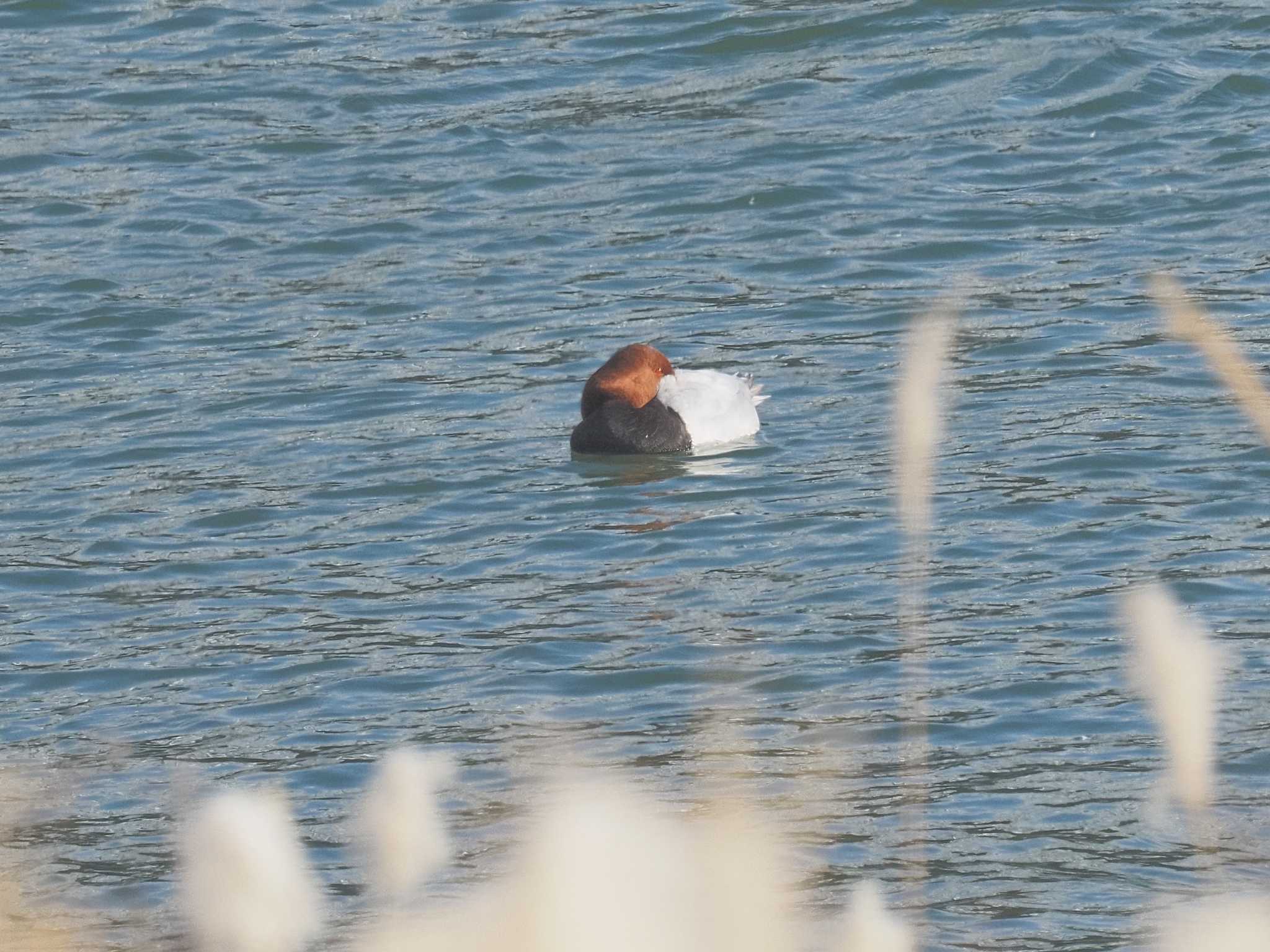 Photo of Common Pochard at 笠松みなと公園 by MaNu猫