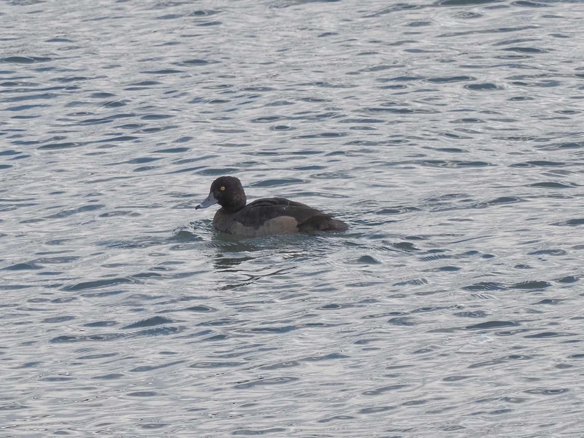 Tufted Duck