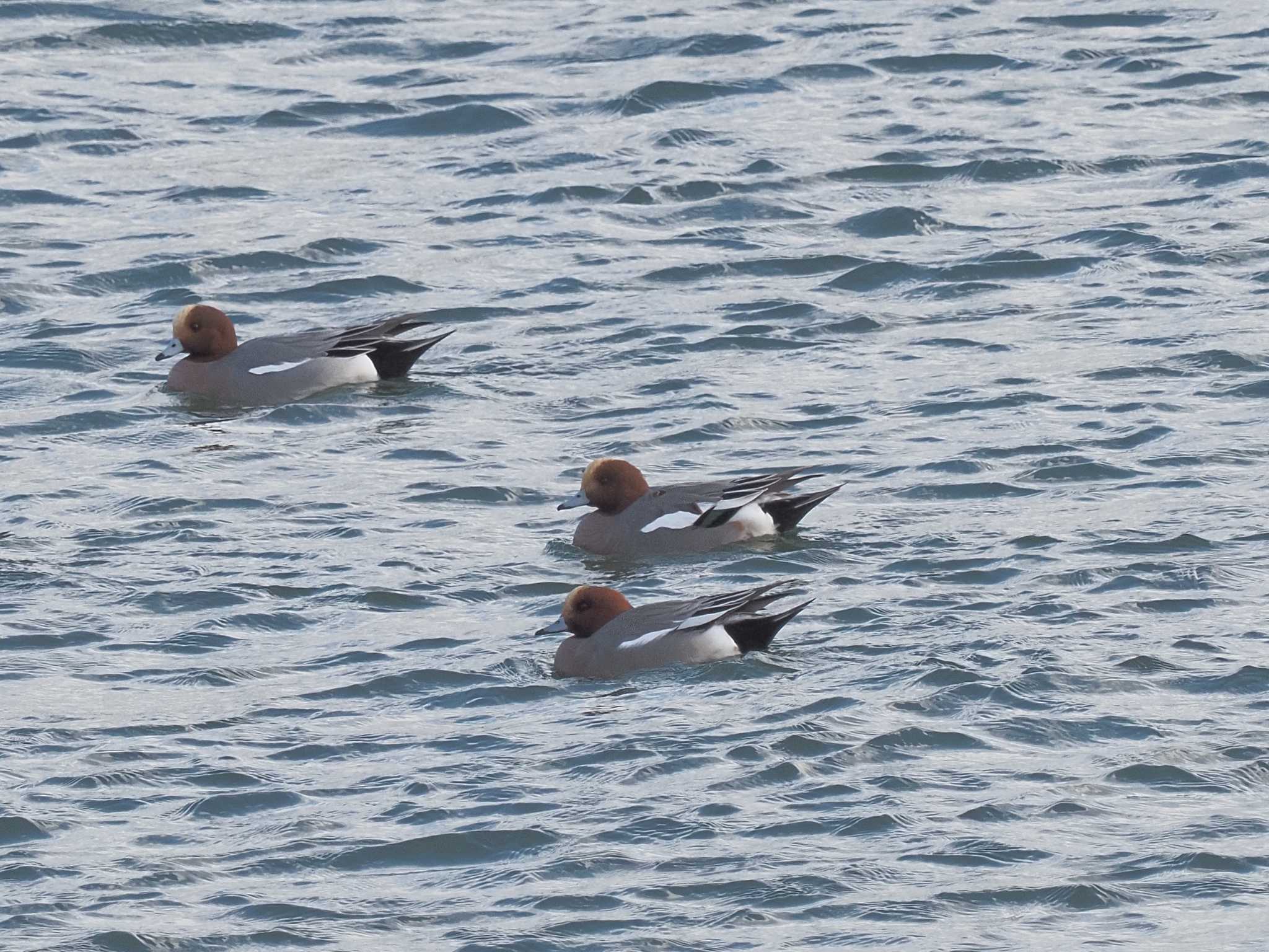 Eurasian Wigeon