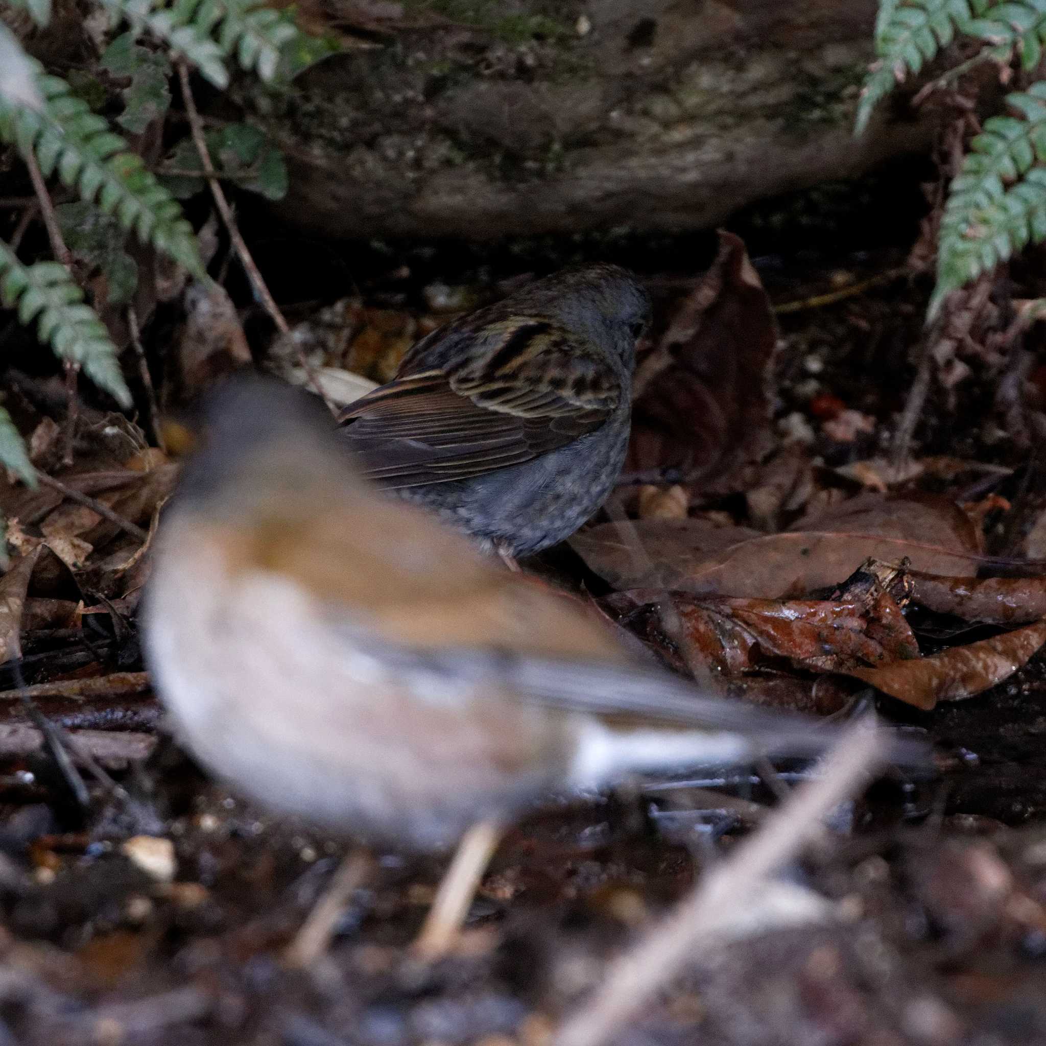 Photo of Grey Bunting at 岐阜公園 by herald