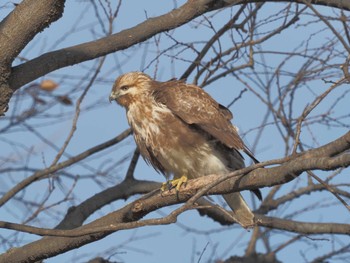 Wed, 12/20/2023 Birding report at 笠松みなと公園