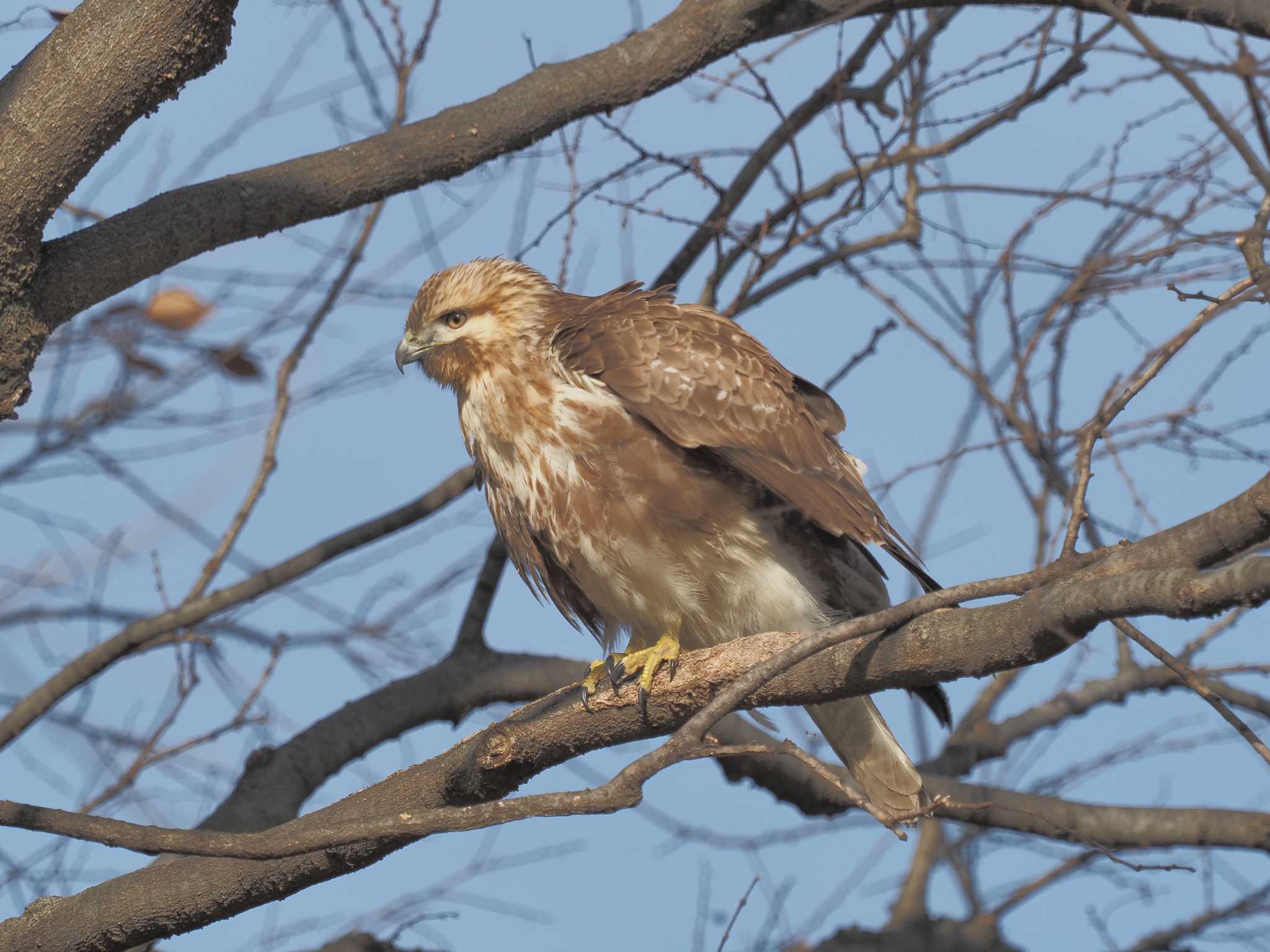 Eastern Buzzard