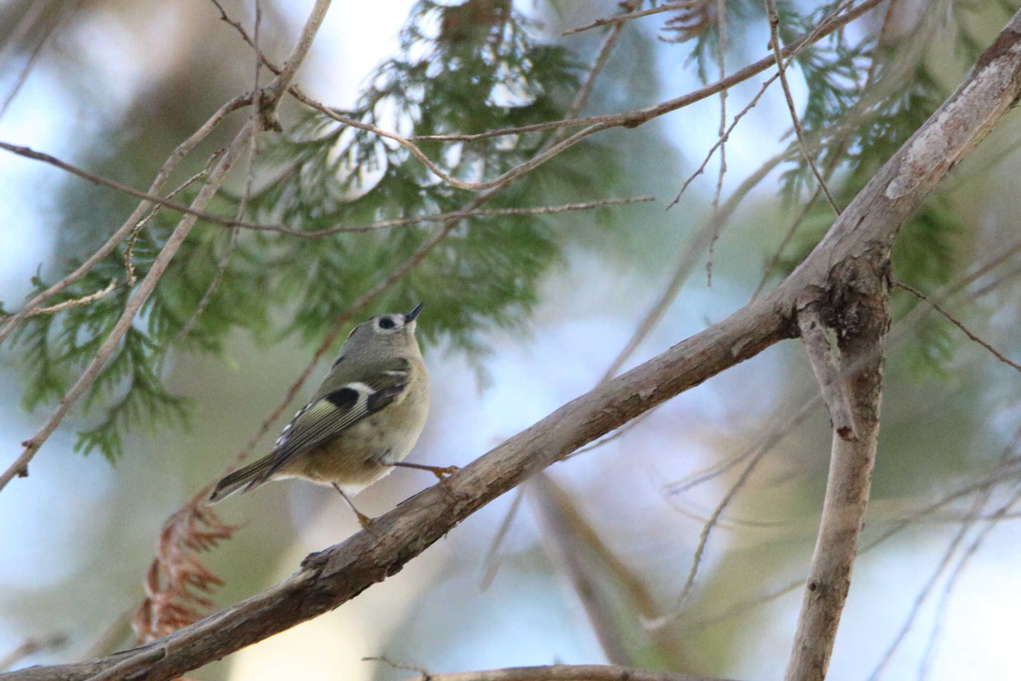 Photo of Goldcrest at Akigase Park by tokky