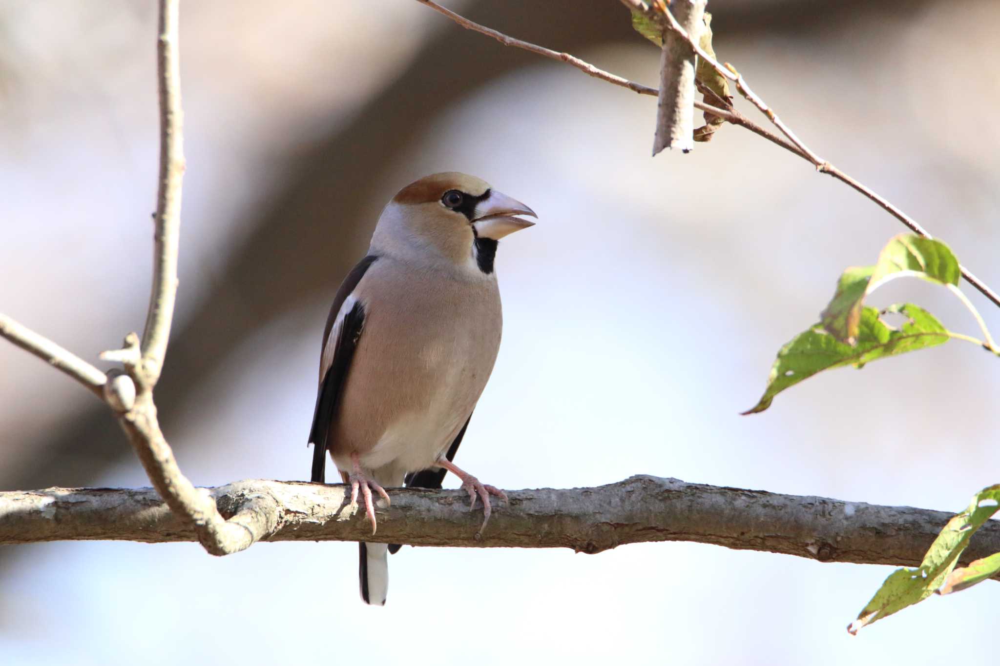 Photo of Hawfinch at Akigase Park by tokky