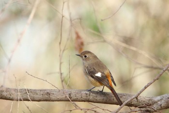 Daurian Redstart Akigase Park Mon, 12/18/2023