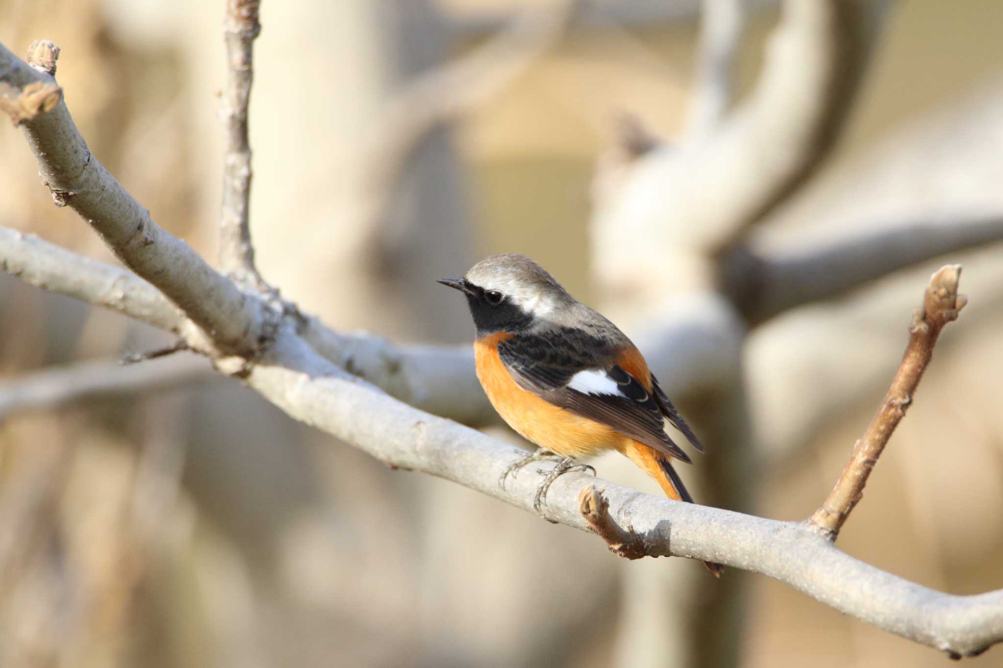 Daurian Redstart