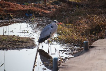 2023年12月20日(水) 手賀沼の野鳥観察記録