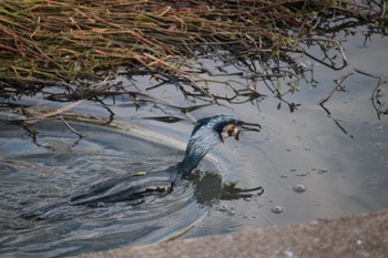 カワウ 手賀沼 2023年12月20日(水)