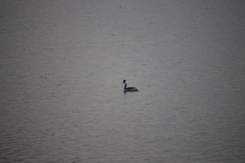 カンムリカイツブリ 手賀沼 2023年12月20日(水)