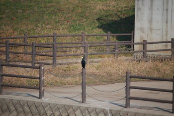 2023年12月16日(土) 家の近所の野鳥観察記録