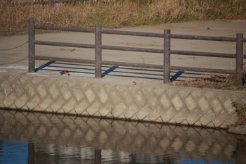 2023年12月10日(日) 家の近所の野鳥観察記録