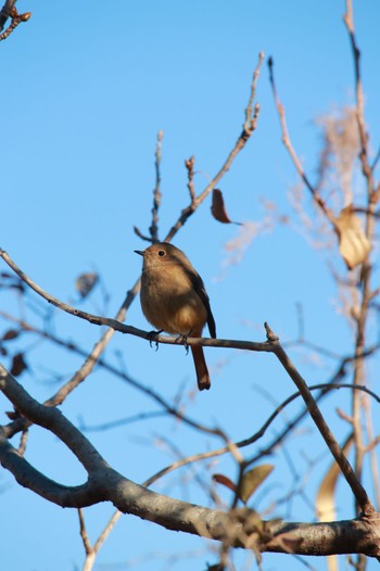 Sat, 12/2/2023 Birding report at 柏の葉公園