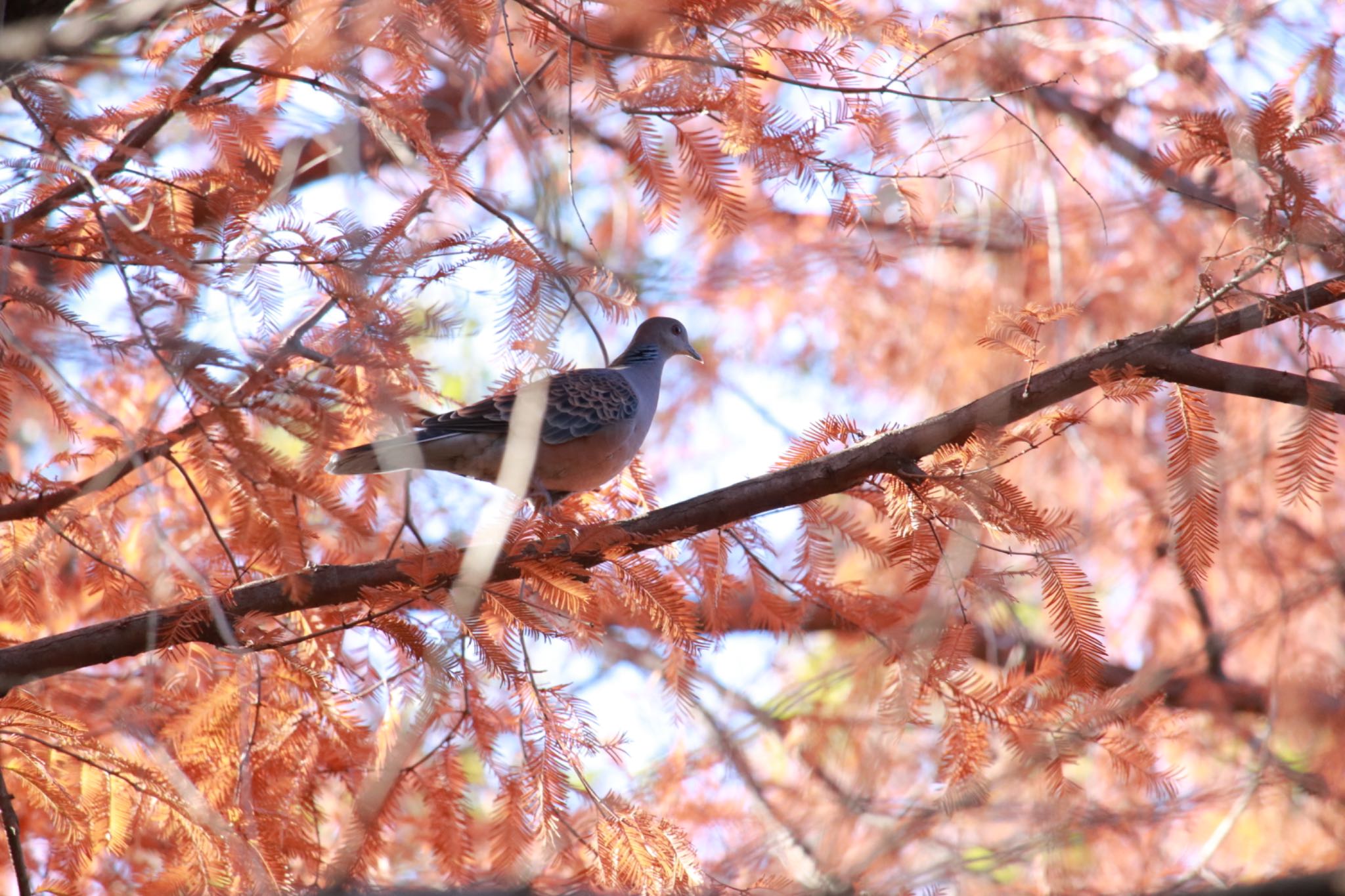 柏の葉公園 キジバトの写真 by Kaori